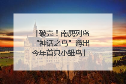 破壳！南麂列岛“神话之鸟”孵出今年首只小雏鸟