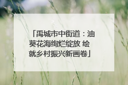 禹城市中街道：油葵花海绚烂绽放 绘就乡村振兴新画卷