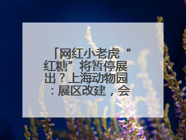 网红小老虎“红糖”将暂停展出？上海动物园：展区改建，会安排展出计划