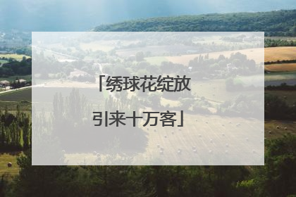 绣球花绽放 引来十万客