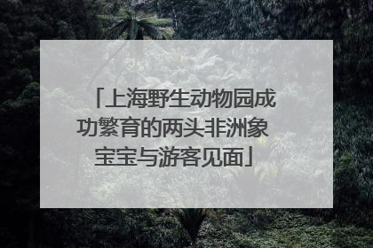 上海野生动物园成功繁育的两头非洲象宝宝与游客见面
