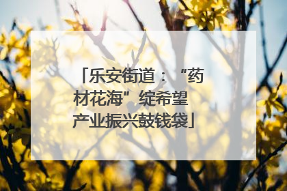 乐安街道：“药材花海”绽希望 产业振兴鼓钱袋