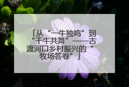 从“一牛独鸣”到“千牛共舞”——古渡河口乡村振兴的“牧场答卷”