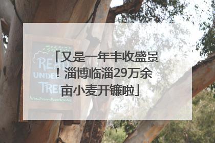 又是一年丰收盛景！淄博临淄29万余亩小麦开镰啦