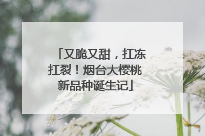 又脆又甜，扛冻扛裂！烟台大樱桃新品种诞生记