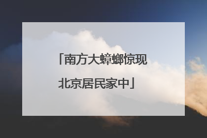 南方大蟑螂惊现北京居民家中