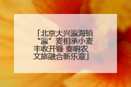 北京大兴瀛海镇“瀛”麦相承小麦丰收开镰 奏响农文旅融合新乐章