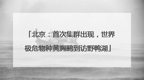 北京：首次集群出现，世界极危物种黄胸鹀到访野鸭湖