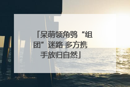 呆萌领角鸮“组团”迷路 多方携手放归自然