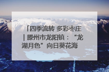 四季流转 多彩枣庄｜滕州市龙阳镇：“龙湖月色”向日葵花海 绘就乡村振兴新画卷