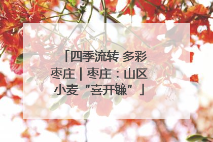 四季流转 多彩枣庄｜枣庄：山区小麦“喜开镰”