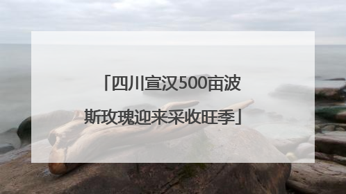 四川宣汉500亩波斯玫瑰迎来采收旺季