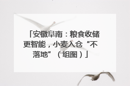 安徽阜南：粮食收储更智能，小麦入仓“不落地”（组图）