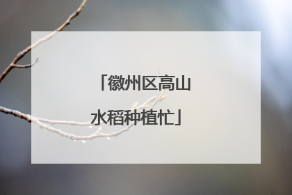 徽州区高山水稻种植忙