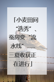 小麦田间“选秀”、蚕房变“流水线”……三夏收获正在进行