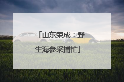 山东荣成：野生海参采捕忙