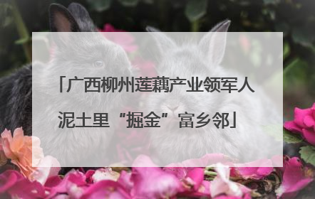 广西柳州莲藕产业领军人泥土里“掘金”富乡邻