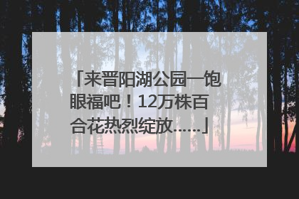 来晋阳湖公园一饱眼福吧！12万株百合花热烈绽放……