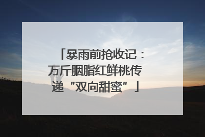 暴雨前抢收记：万斤胭脂红鲜桃传递“双向甜蜜”