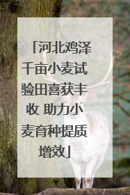 河北鸡泽千亩小麦试验田喜获丰收 助力小麦育种提质增效