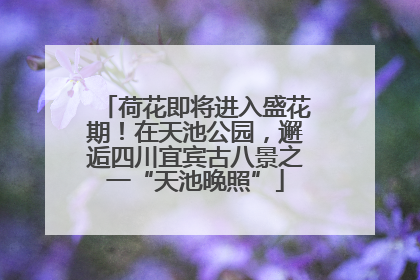 荷花即将进入盛花期！在天池公园，邂逅四川宜宾古八景之一“天池晚照”