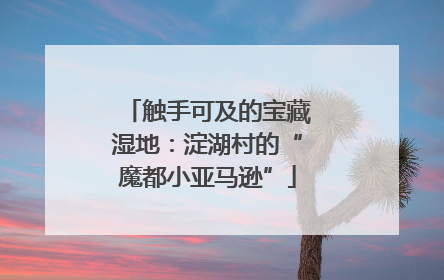 触手可及的宝藏湿地：淀湖村的“魔都小亚马逊”