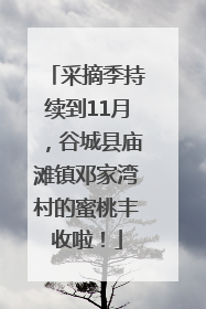 采摘季持续到11月，谷城县庙滩镇邓家湾村的蜜桃丰收啦！