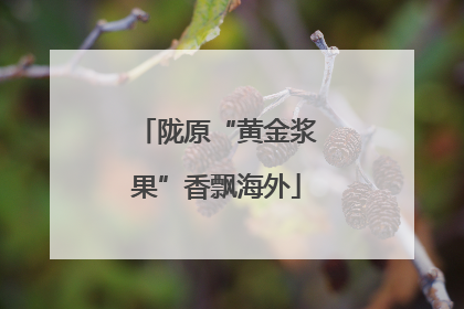 陇原“黄金浆果”香飘海外