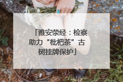 雅安荥经：检察助力“枇杷茶”古树挂牌保护