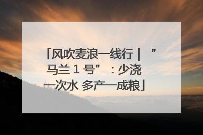 风吹麦浪一线行｜“马兰 1 号”：少浇一次水 多产一成粮
