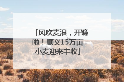 风吹麦浪，开镰啦！顺义15万亩小麦迎来丰收