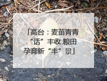 高台：麦苗青青“话”丰收 粮田孕育新“丰”景