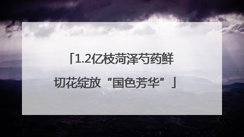 1.2亿枝菏泽芍药鲜切花绽放“国色芳华”